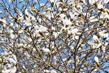 White magnolia flowers closeup
