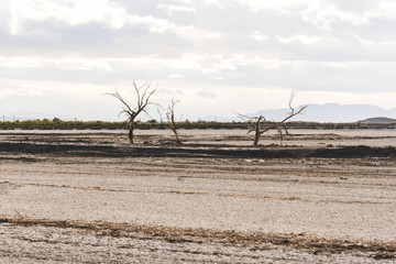 The Three Sisters Trees, near Red Hill Marina on the Salton Sea area of California