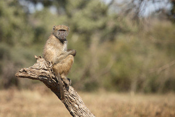 Bärenpavian / Chacma Baboon / Papio ursinus.