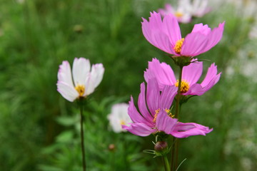 Beautiful Chrysanthemum Plants
