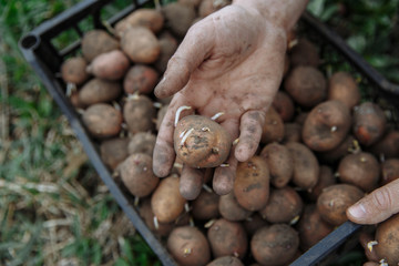 One potato per year on the field