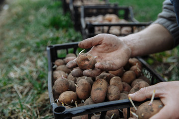 One potato per year on the field