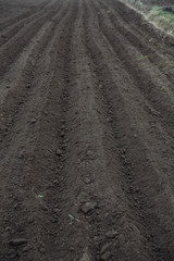 level rows of potatoes