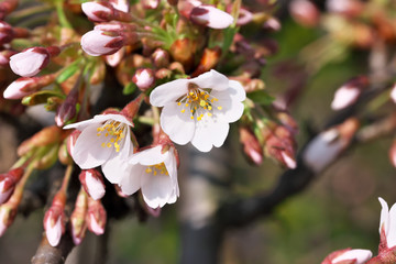 Closeup cherry flowers bloom