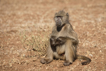 Bärenpavian / Chacma Baboon / Papio ursinus.