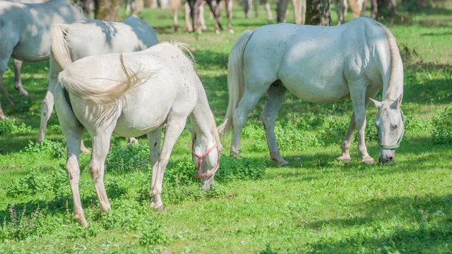 Beautiful and clean horses are eating grass outside on a stud farm. The day is nice and sunny.