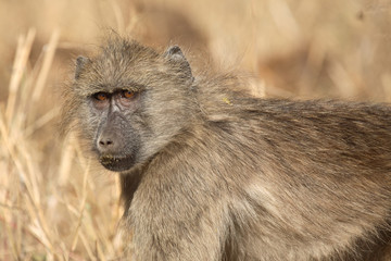 Bärenpavian / Chacma Baboon / Papio ursinus.