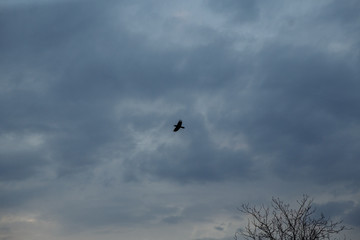 bird on the background of the sky