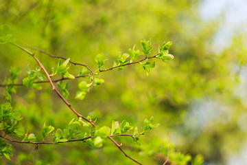 Branches with young leaves in the evening backlight with wonderful bokeh. abstract natural backgrounds with green foliage and beauty bokeh.