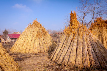 A few piles with bundles of dry reeds after harvest