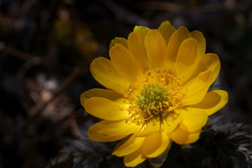 Far East Amur adonis
