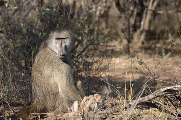 Bärenpavian / Chacma Baboon / Papio ursinus.