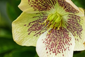 Nahaufnahme einer Christrose