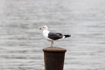 Une mouette bien amarrée 