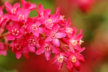 Obraz premium Blüten der Blutjohannisbeere