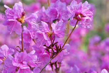 Closeup pink rhododendrons bloom