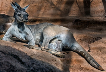Eastern grey kangaroo male. Latin name - Macropus giganteus  © Mikhail Blajenov
