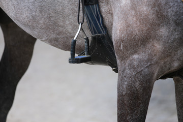 Jumping horse closeup Stirrup and girth Jumping saddle..