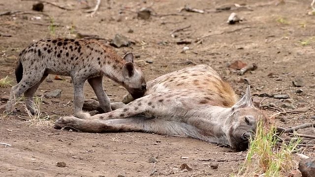 life in hyaenas family,Letaba region in Kruger national park,South Africa