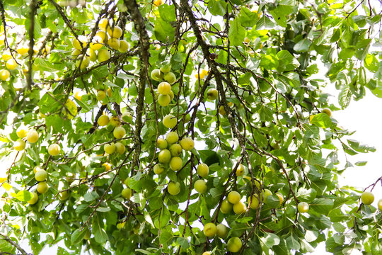 Yellow plums on tree branches in summer garden. Seasonal sweet ripe fruits
