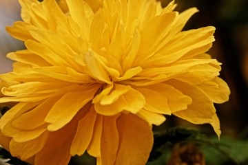 Nahaufnahme der Blüte eines Ranunkelstrauchs