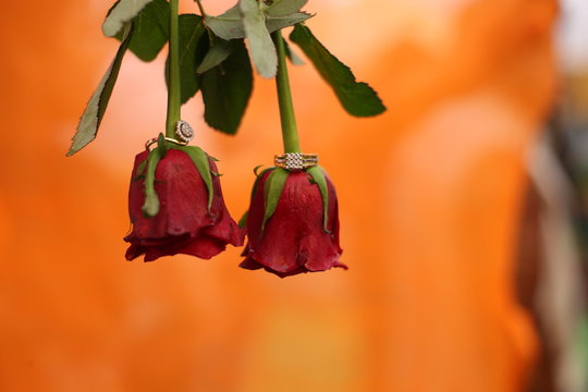 flowers in vase on orange background