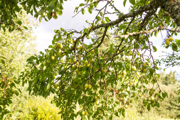 Fototapeta na wymiar Yellow plums on tree branches in summer garden. Seasonal sweet ripe fruits