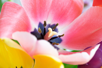 Macrophotography of wide open colorfuls tulips