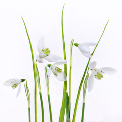 Fototapeta premium Pure and simple snowdrops on a white background