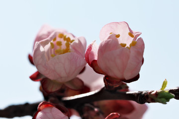 Closeup apricot flowers bloom