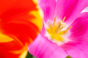 Macrophotography of wide open colorfuls tulips