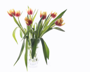 Vase of red and yellow tulips on a white background