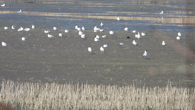 kolonia ptak&oacute;w, rybitwy