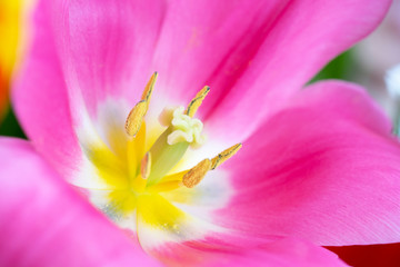 Fototapeta na wymiar Macrophotography of wide open colorfuls tulips