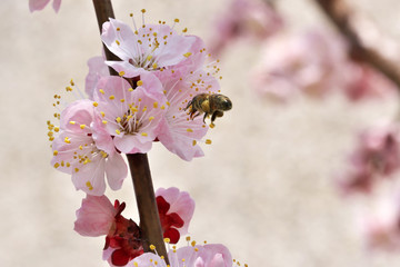 Closeup apricot flowers bloom