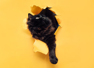 Funny black cat ripped yellow paper and looks up. Copy space. The concept of mixed breed and fluffy...
