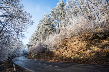 Frozen branches at Fruska Gora Mountain during winter