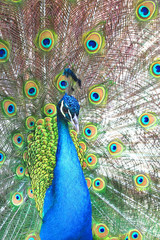 Obraz premium beautiful indian peacock with peacock feathers in the peacock's tail