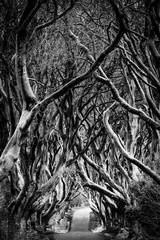 The Dark Hedges