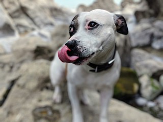 Dog Smiling with Tongue Out with Rock Backdrop