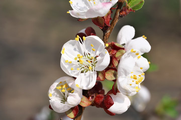 Closeup apricot flowers bloom