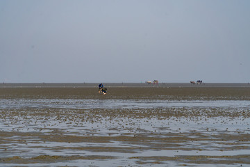 Wattenmeer bei Ebbe mit Wattwagen und Wanderern
