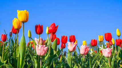 Bunte Tulpen im Frühling