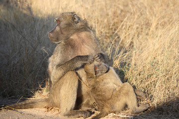 Bärenpavian / Chacma Baboon / Papio ursinus.