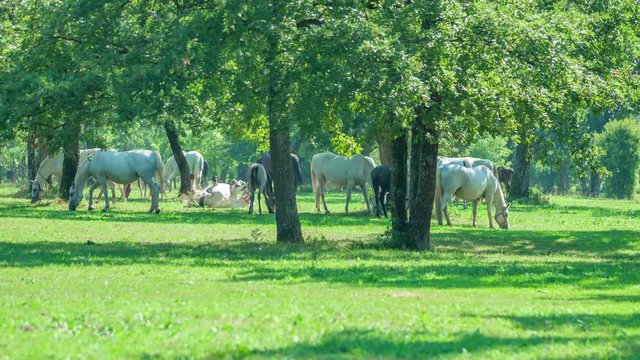 Many white Lipizzaners are eating grass on a huge meadow outside under the treetops.