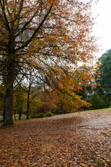 Fototapeta na wymiar Autumn leaves on the tree and on the ground