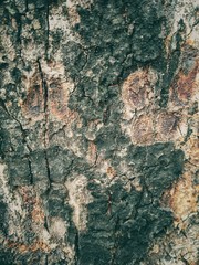 bark of a tree