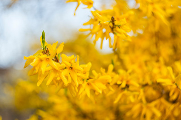 Forsythia flowers in front of with green grass and blue sky. Golden Bell, Border Forsythia...