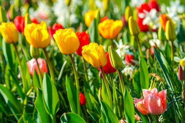 Obraz premium Kolorowe tulipany na wiosnę