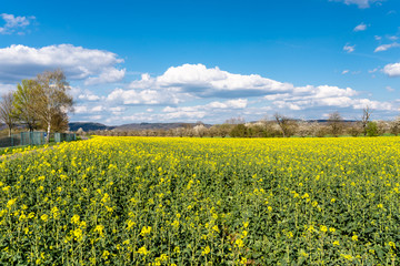 Fototapeta premium Ripened rapeseed on a field in western Germany, in the background a blue sky with white clouds.